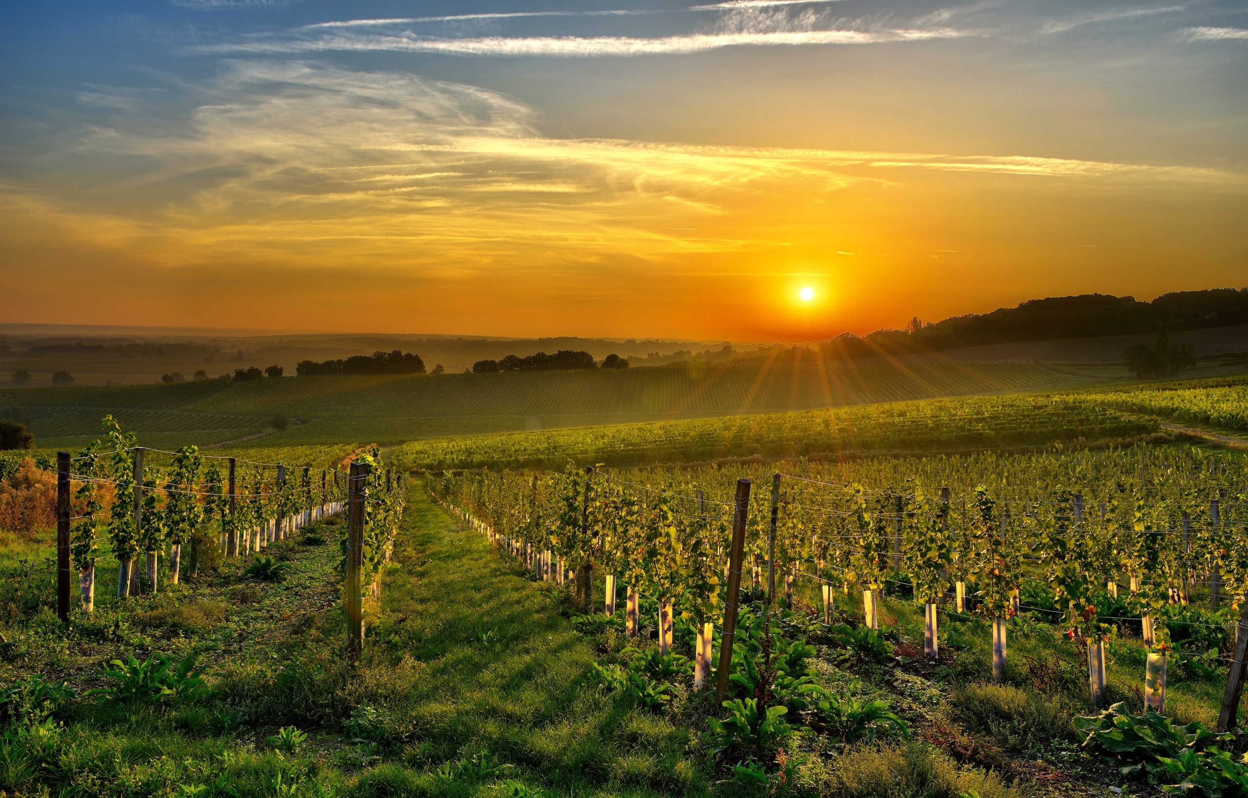 vineyard Bergerac two