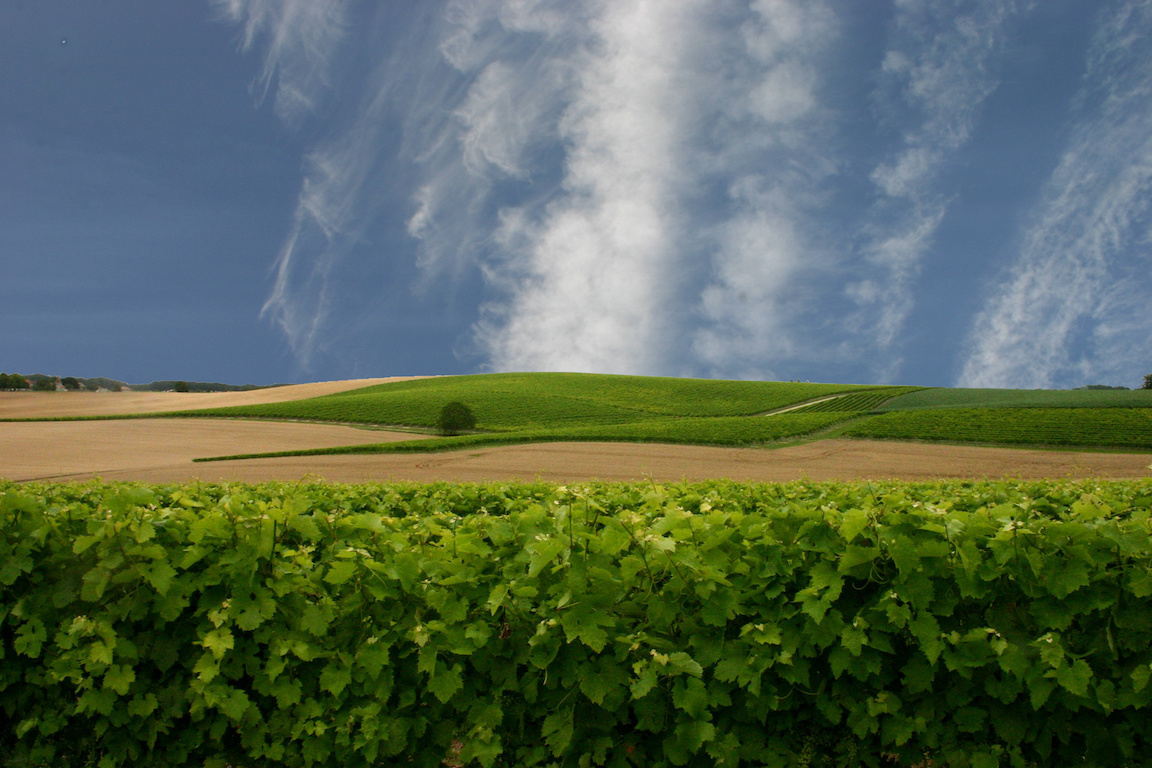 paysage charentais