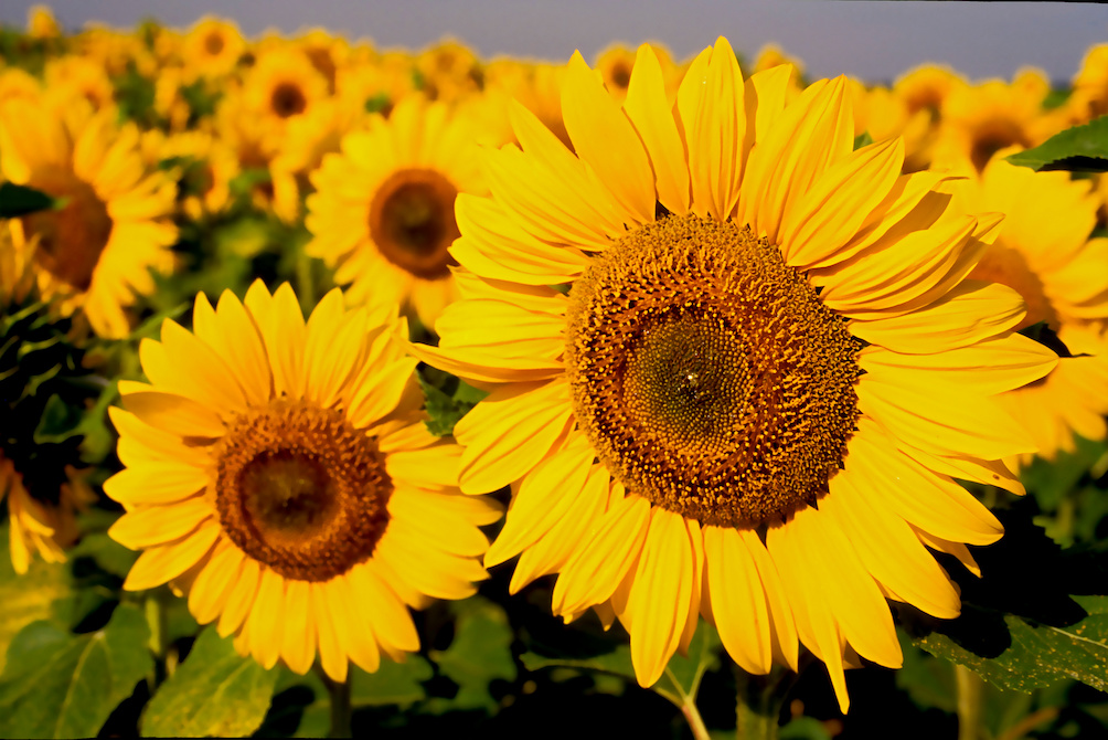 Fleurs de tournesol gros plan dans un champs en Charente Maritime France