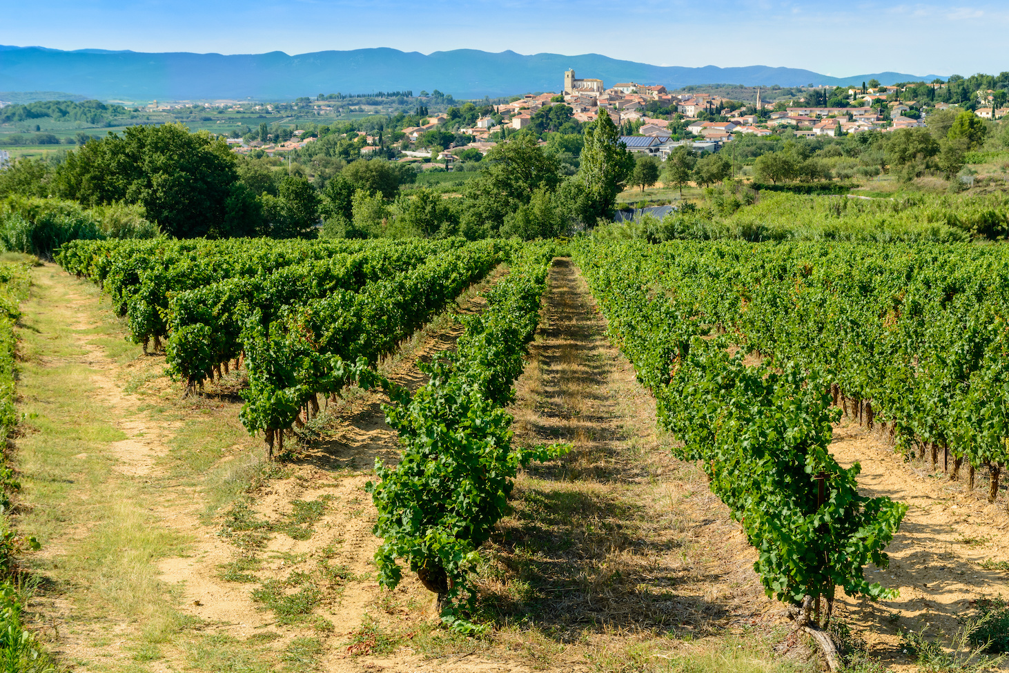 Languedoc vineyards around Beziers Herault France