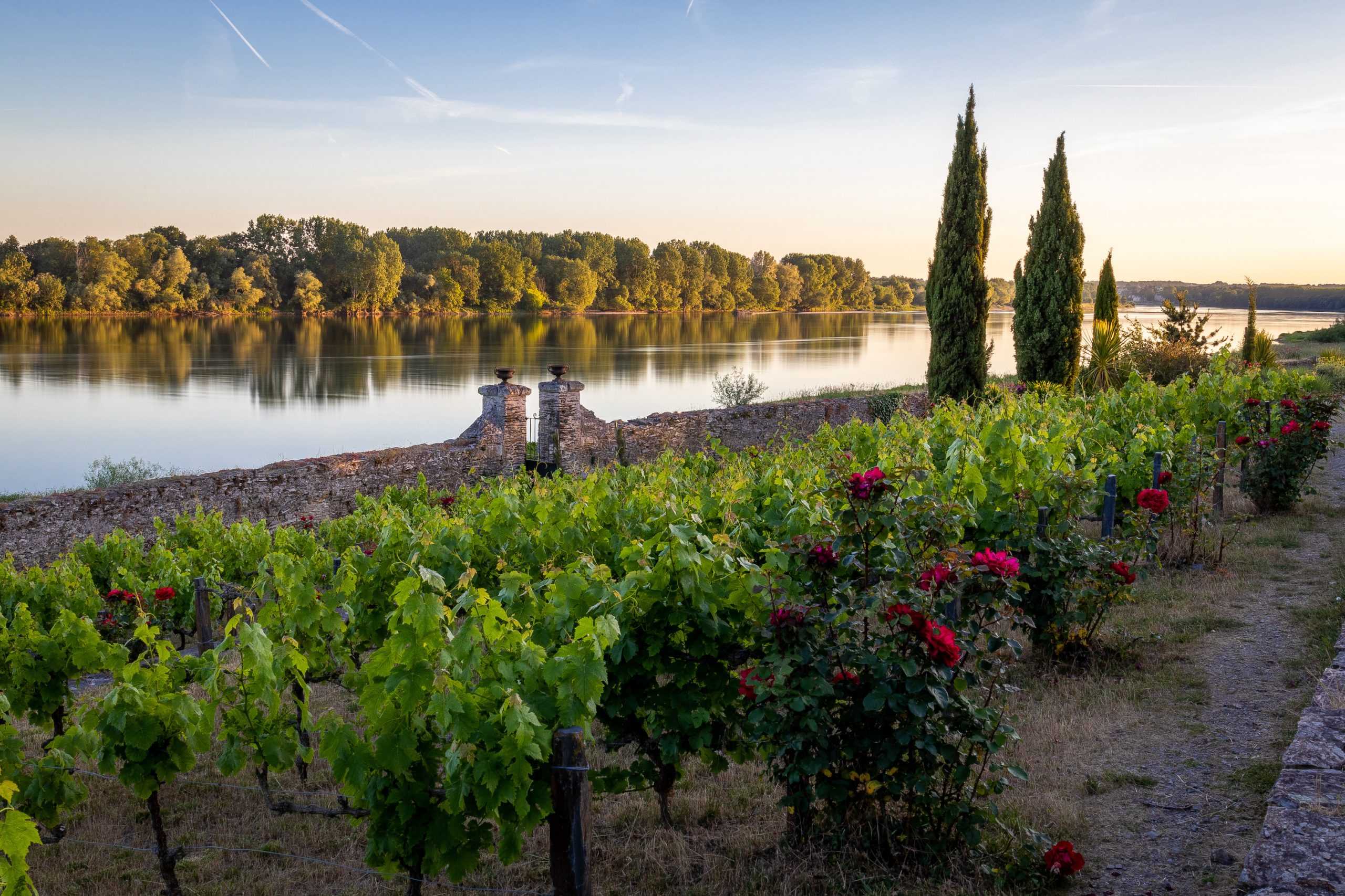 Vue sur des vignes du jardin méditerranéen en bordure de Loire près d'Angers dans le Maine-et-Loire dans la région des Pays de la Loire