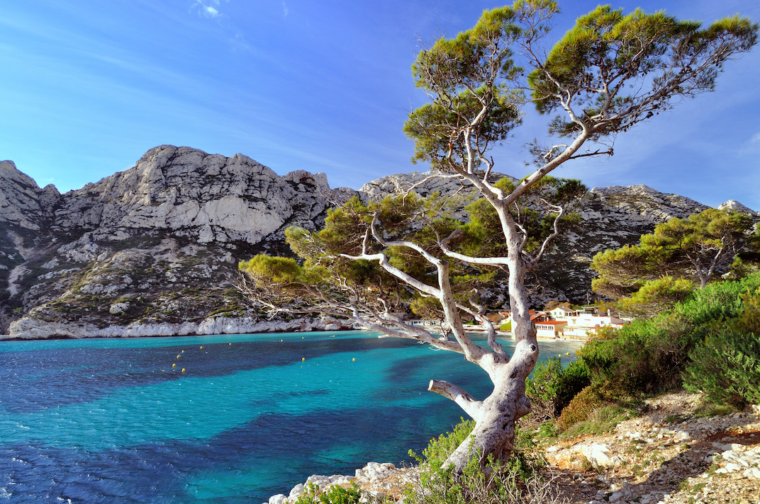 Pin du littoral dans les calanques de Marseille