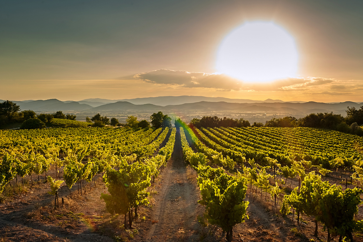 Vineyard at sunset. A plantation of grapevines. Hilly mediterranean landscape, south France, Europe