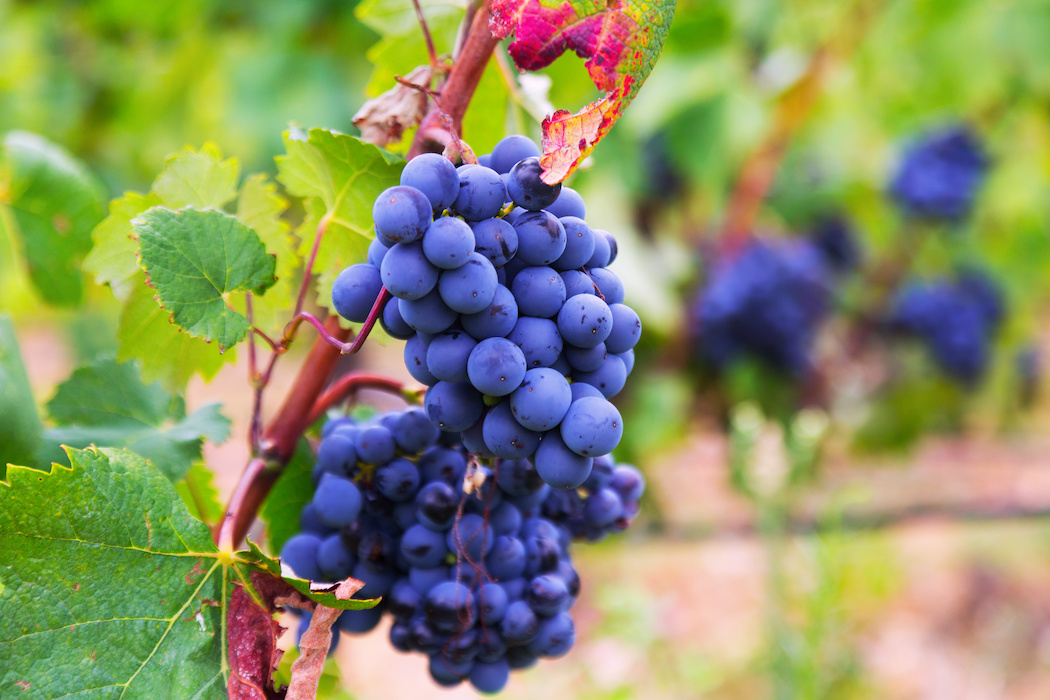 grapes at vineyards plant