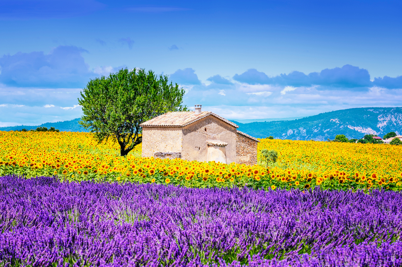 sunflower field over cloudy blue sky